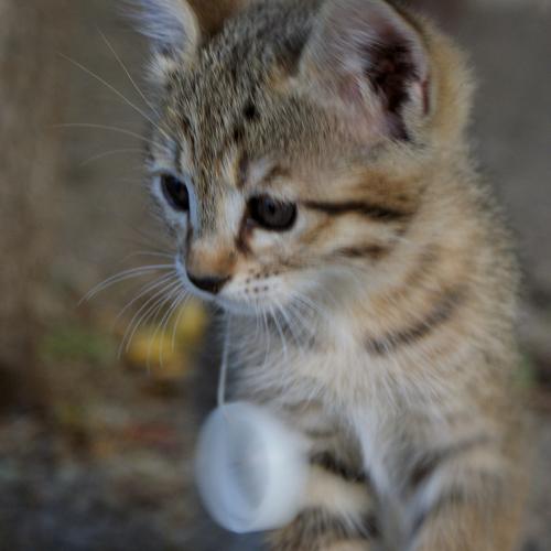 Photo #5285701