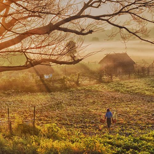 Golden morning
