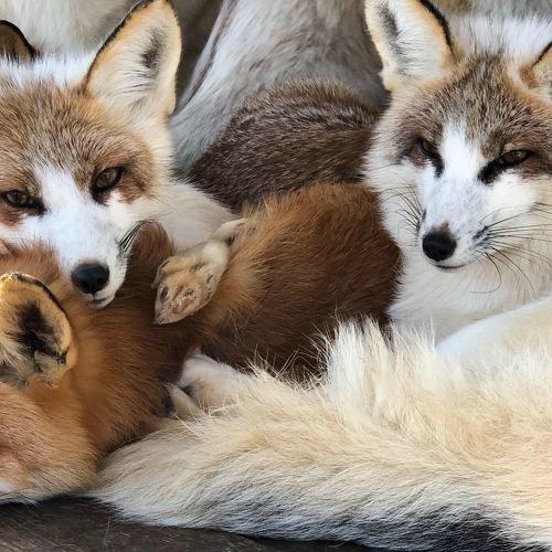 Photo #5286180