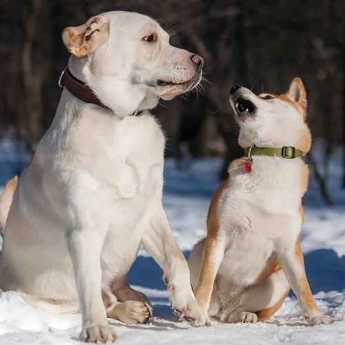 Photo #5287263