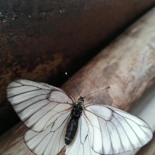 Photo #5287509