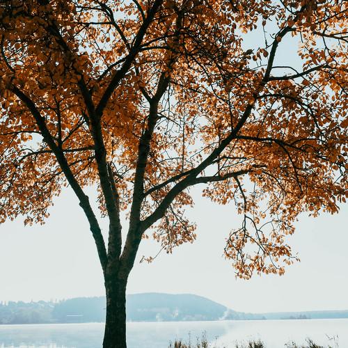Photo #5288035