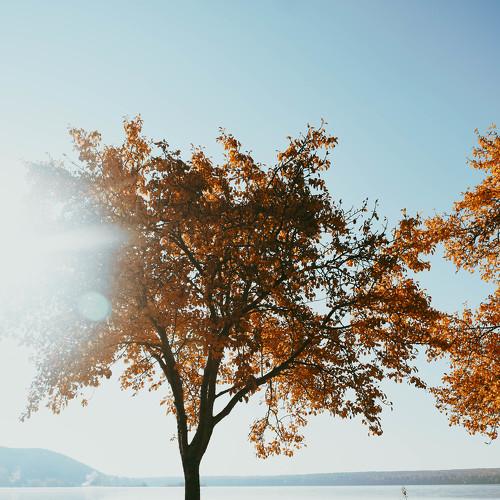 Photo #5288045