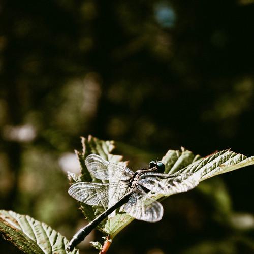 Photo #5288065