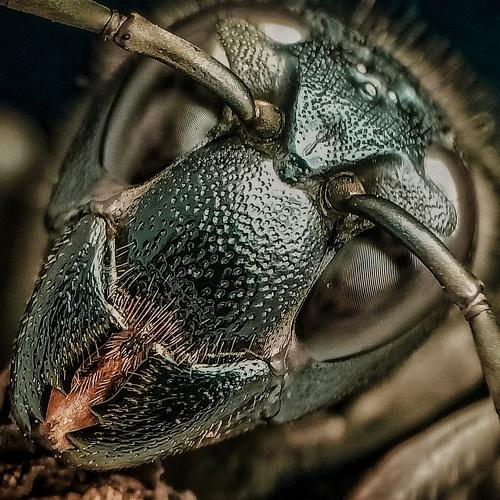 Black wasp