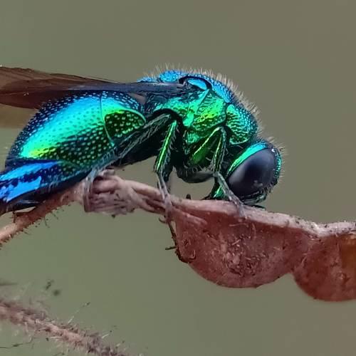 Neon Cuckhoo bee