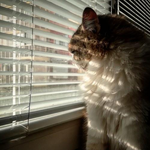 Photo #5290142