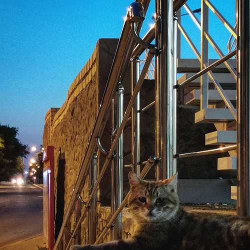 Photo #5290184
