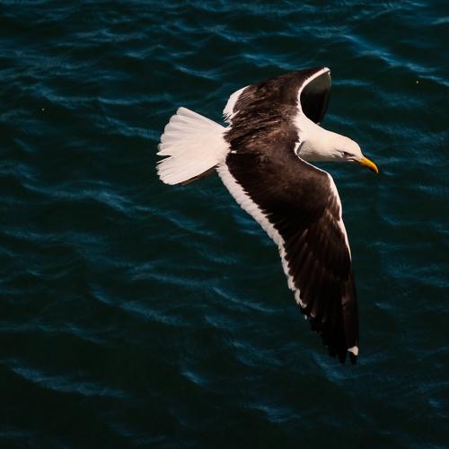 VOLANDO BAJO