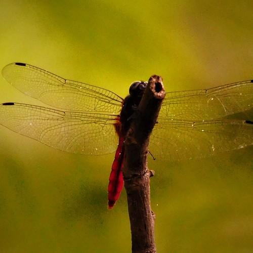 Photo #5291051