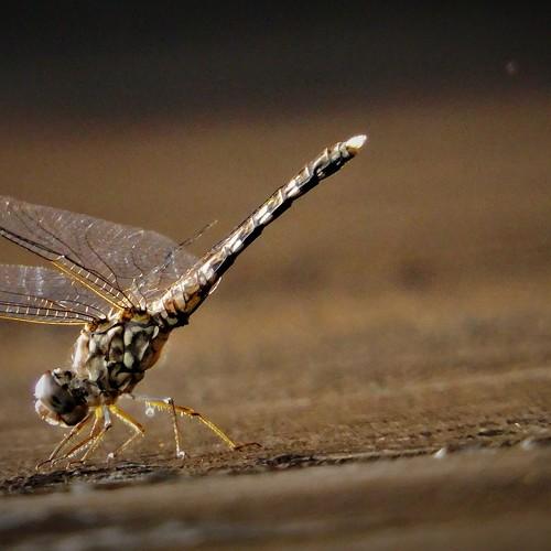 Photo #5291083