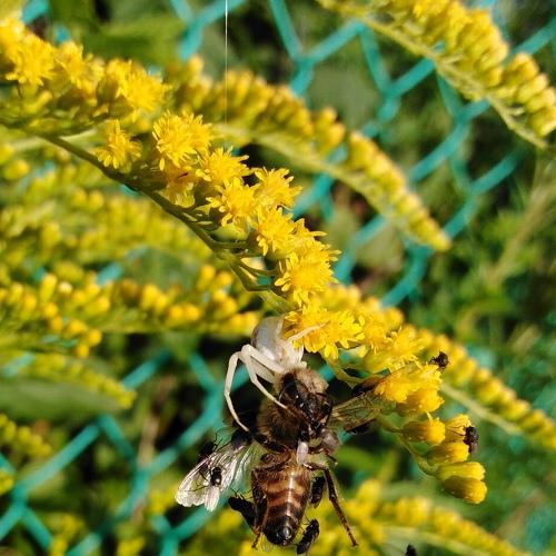 Photo #5291669