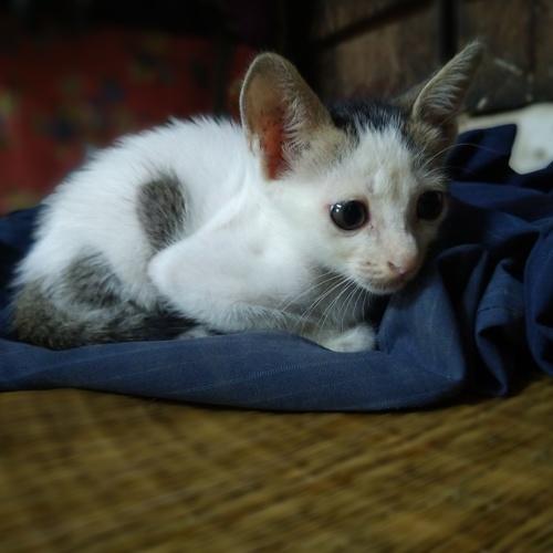 Photo #5291694