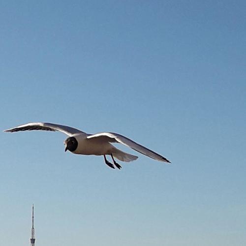 Photo #5292363