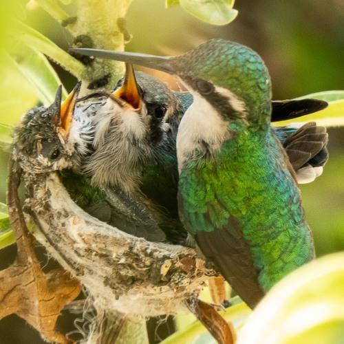 Photo #5292619