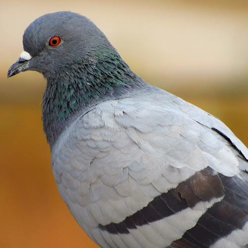 Red Eye