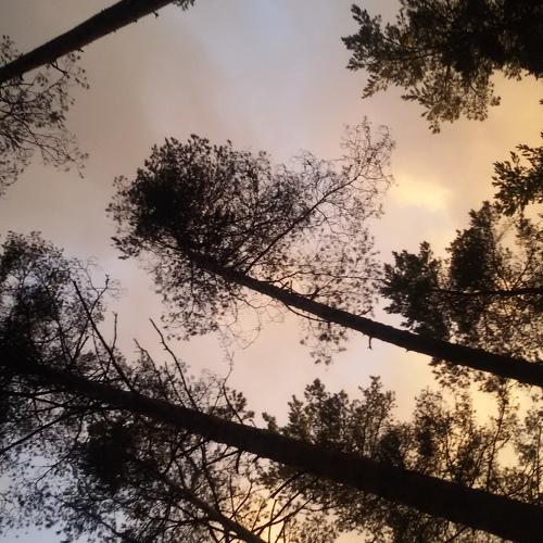 Photo #5293503