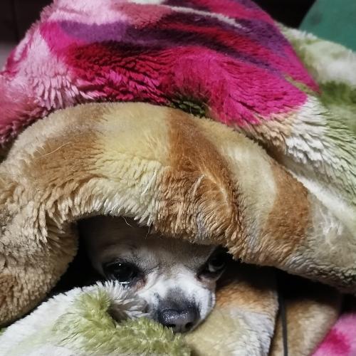 Photo #5293689