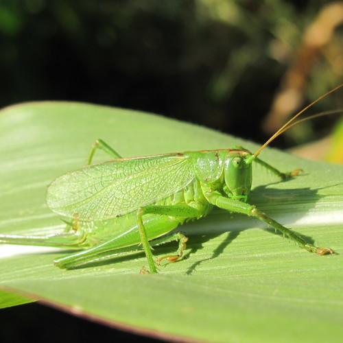 Photo #5293745
