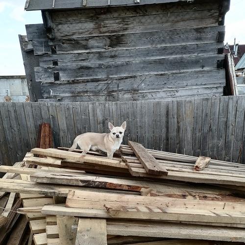 Photo #5293751