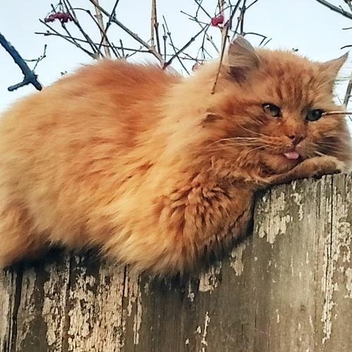 Photo #5294053