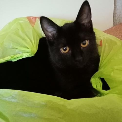 Photo #5294072