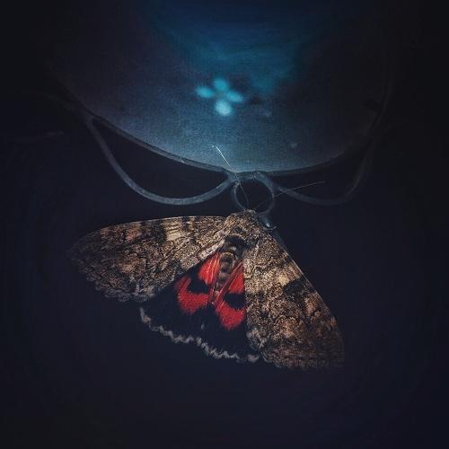Photo #5294119