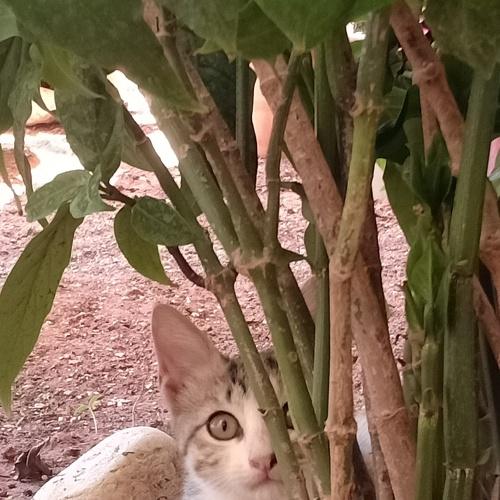 Photo #5295378