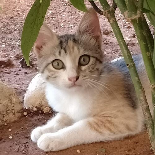Thalia the cat