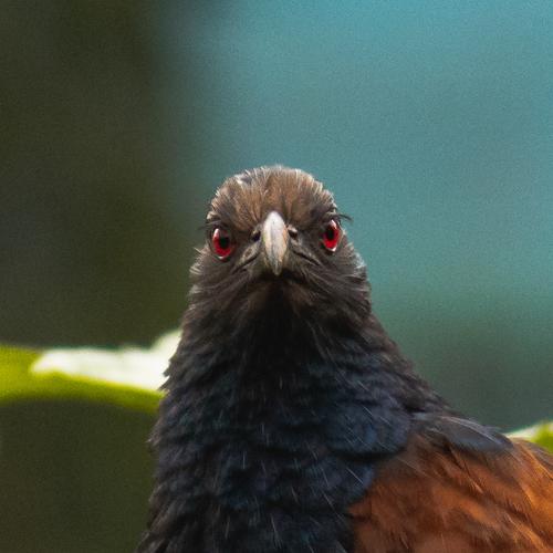 Red eye
