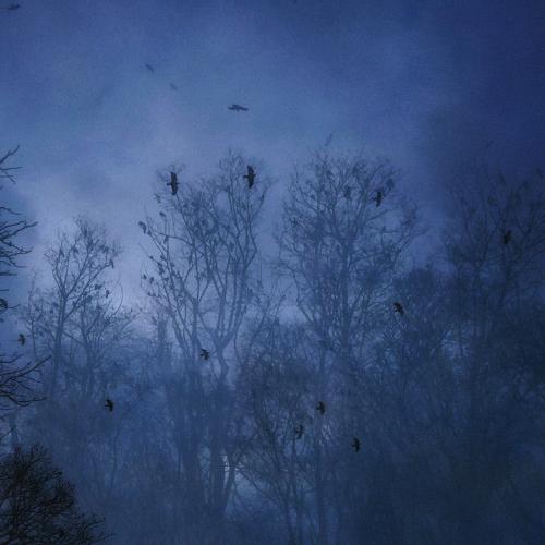 Photo #5296960