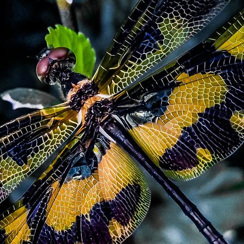 Photo #5297409