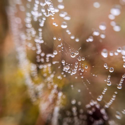 Photo #5298707