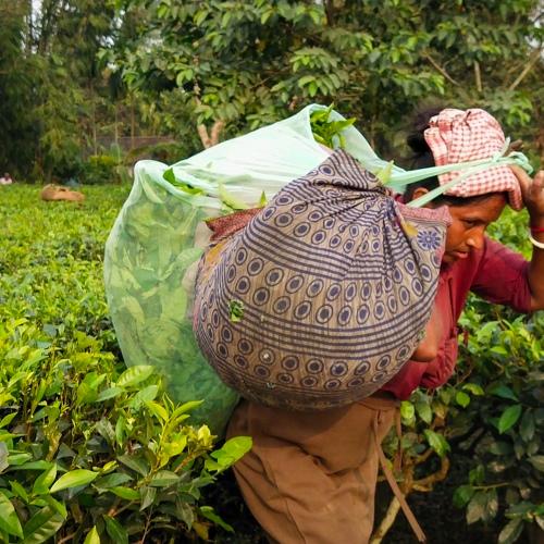 Life of tea worker