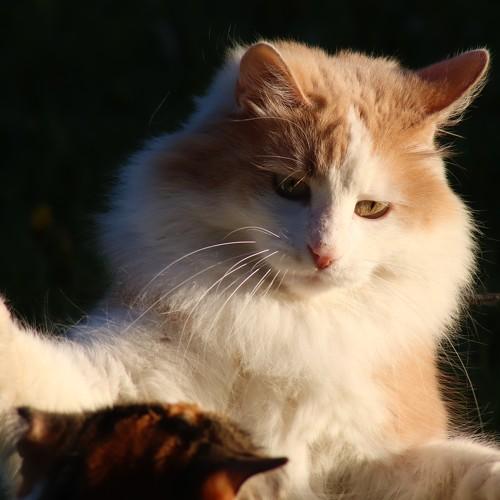 Photo #5299114