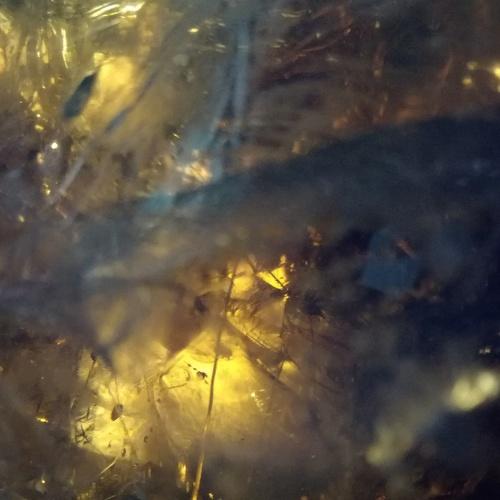 Photo #5299570