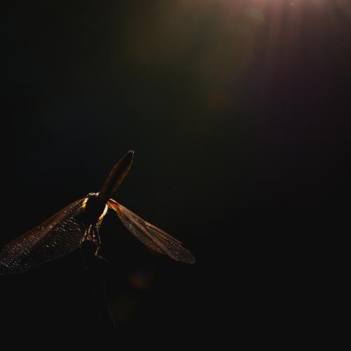 Photo #5300224
