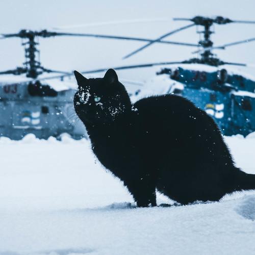 Photo #5300925