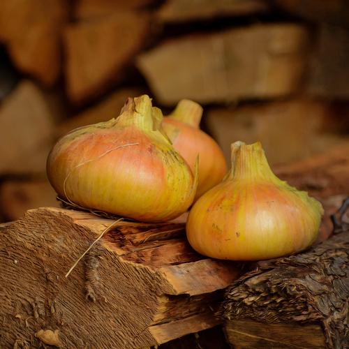 Photo #5302857