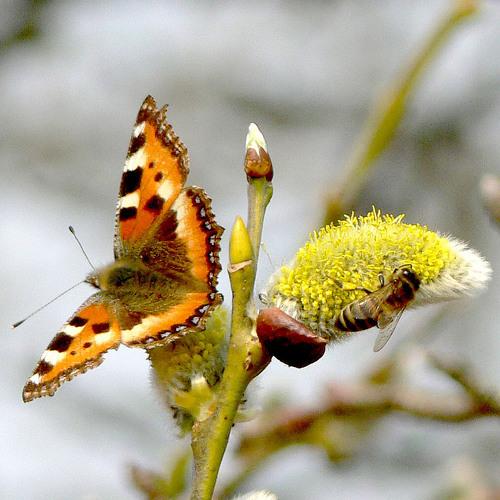 Photo #5303776