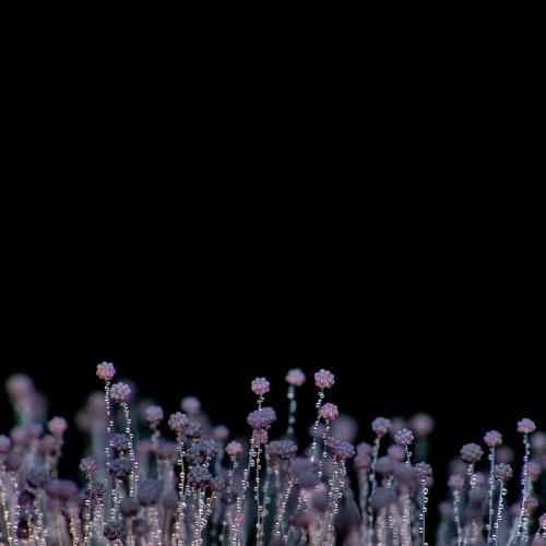 Photo #5303956