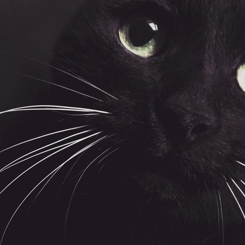 Photo #5304262