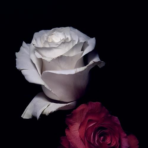 Photo #5305078