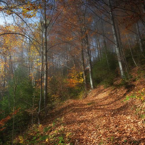 Photo #5306597