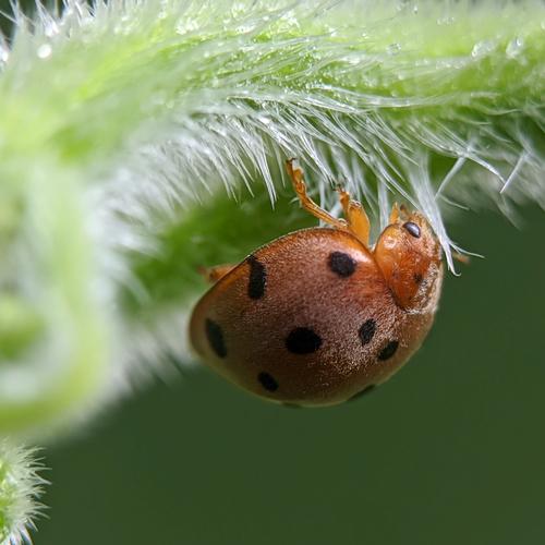 Up close  with a ladybug