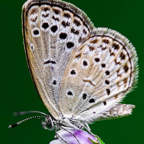 Patterns on wings