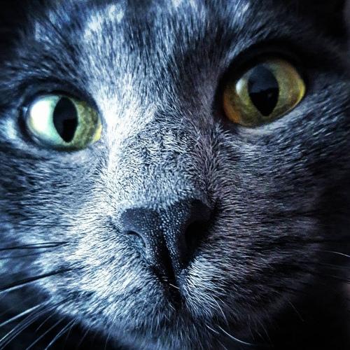 Photo #5307296