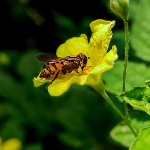Collecting honey