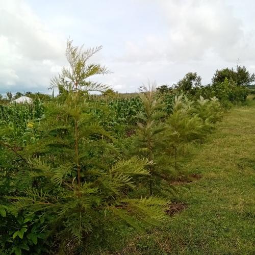Graveallia treees at 6 months