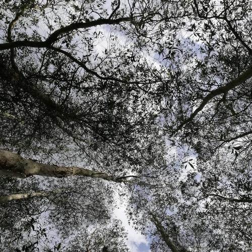 Forest's skies